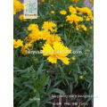 2014 Newest Top Quality Coreopsis Grandiflora Seeds For Growing